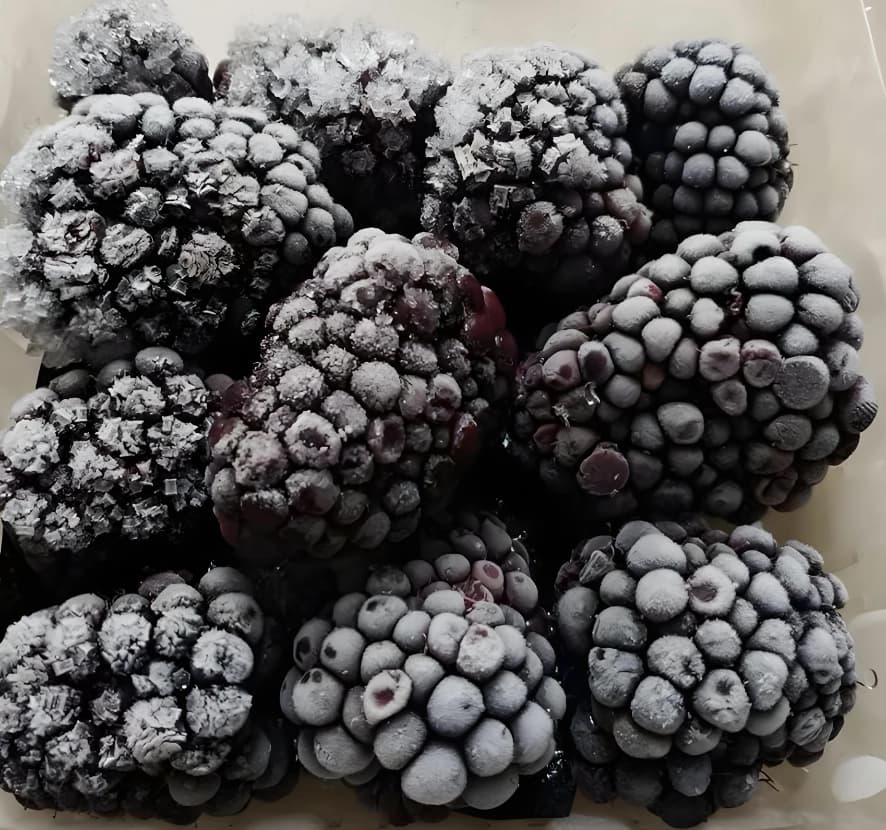 FROZEN BLACKBERRY