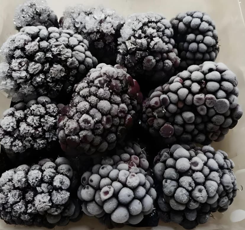 FROZEN BLACKBERRY