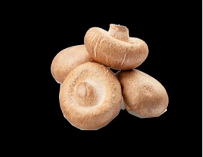 Fresh Shiitake Mushroom