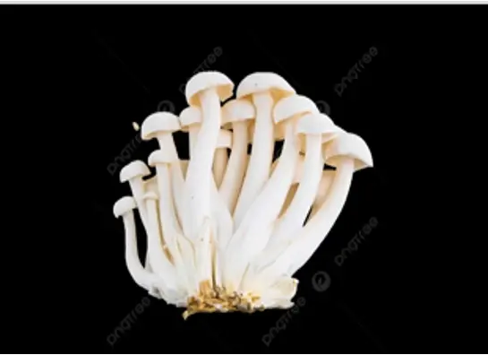 White Shimeji Mushroom