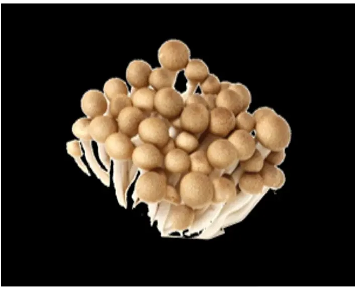 Brown Shimeji Mushroom