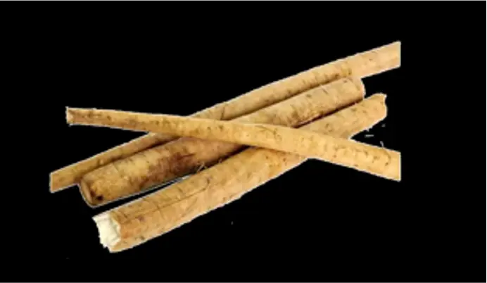 Fresh Burdock Root