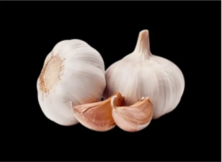 Garlic
