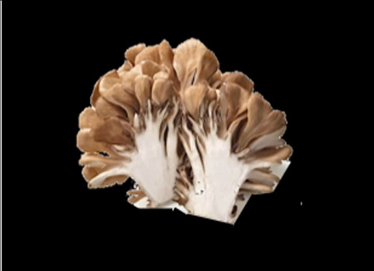 BROWN SHIMEJI MUSHROOM