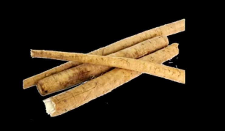 FRESH BURDOCK ROOT