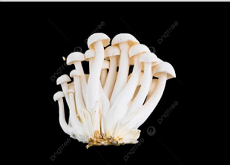 WHITE SHIMEJI MUSHROOM